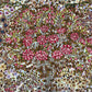 ケルマン 225cm x 154cm PS10389