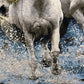 【額装】タブリーズ (3頭の白馬) 98cm x 80cm PS8569