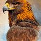 【額装】タブリーズ (イヌワシ) 75cm x 56cm PS8582
