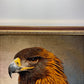 【額装】タブリーズ (イヌワシ) 75cm x 56cm PS8582
